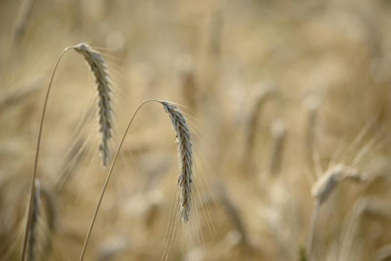 A close-up of golden wheat spikes in a sunlit field, embodying rural serenity.