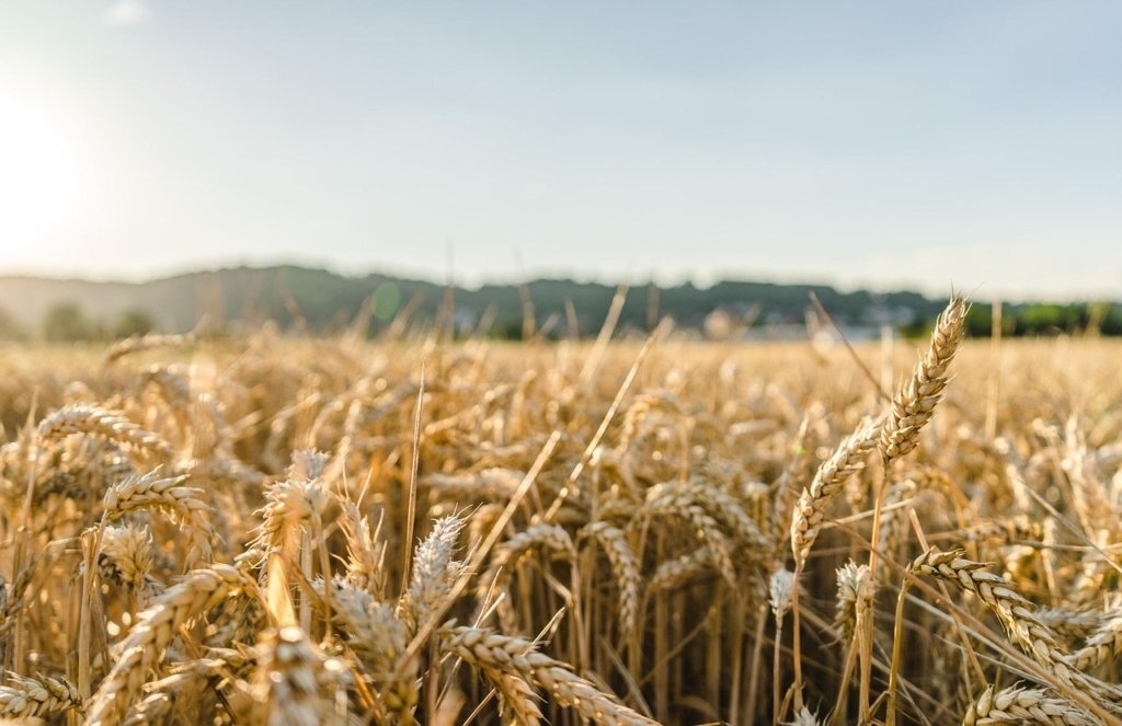 wheat, field, wheat field, barley, crops, wheat crops, arable land, agriculture, farm, farming, cultivation, nature, landscape, rural, countryside, wheat, wheat, wheat, wheat, wheat, wheat field, wheat field, barley