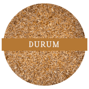 DURUM (WHOLE WHEAT BERRIES)