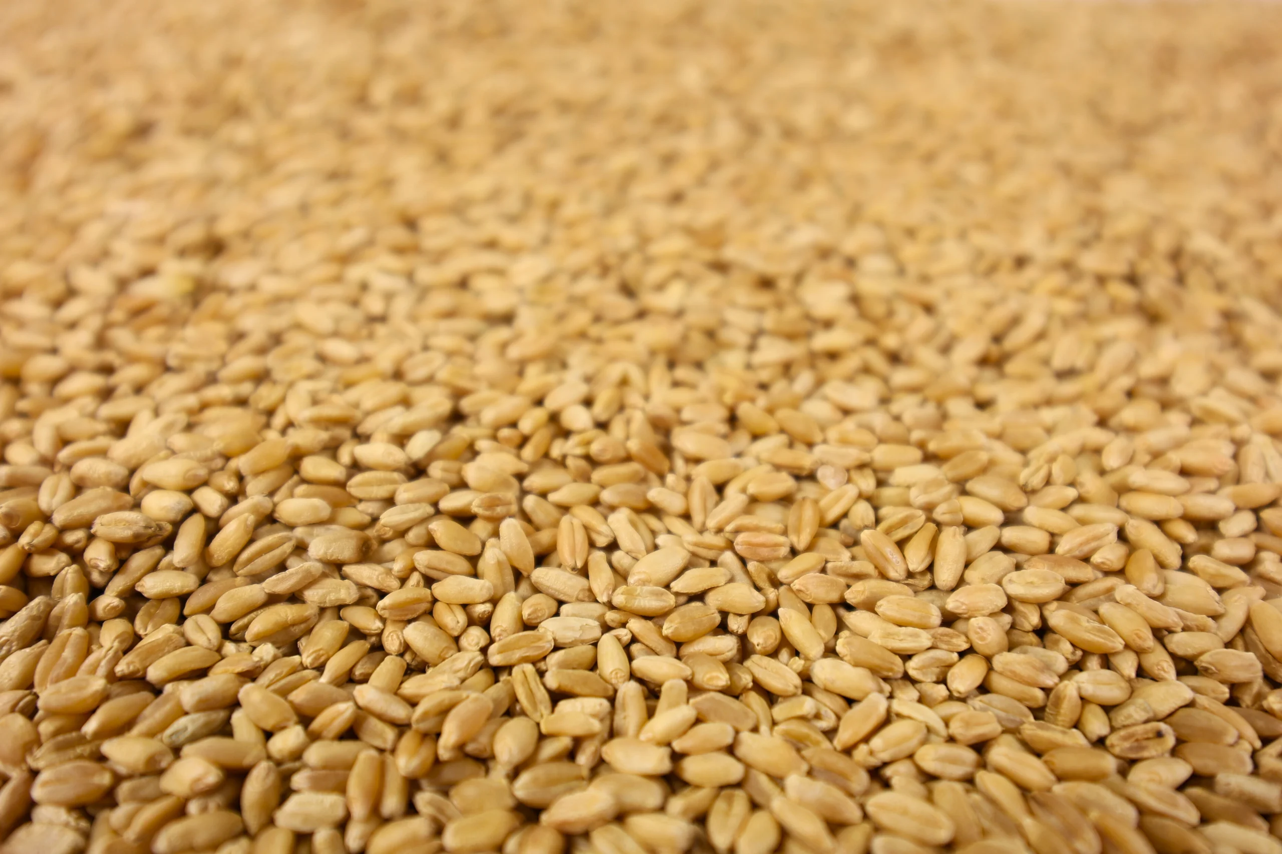 Hard Red Wheat Fresh Milled Flour - Image 3