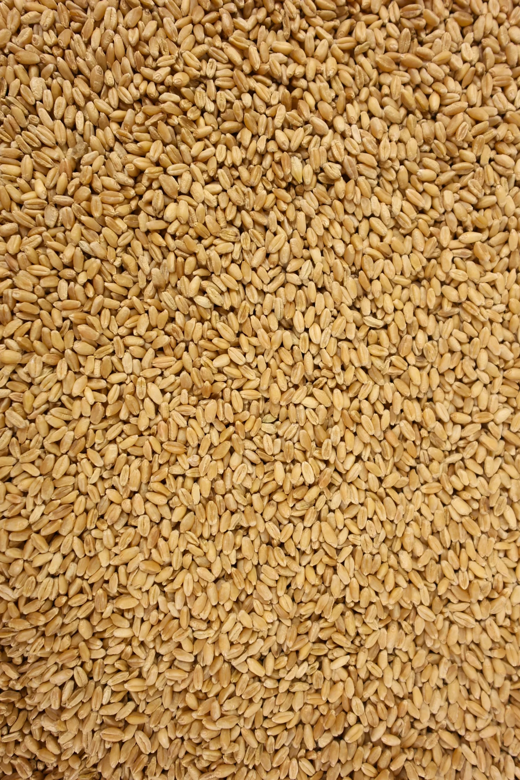 Hard Red Wheat Fresh Milled Flour - Image 2