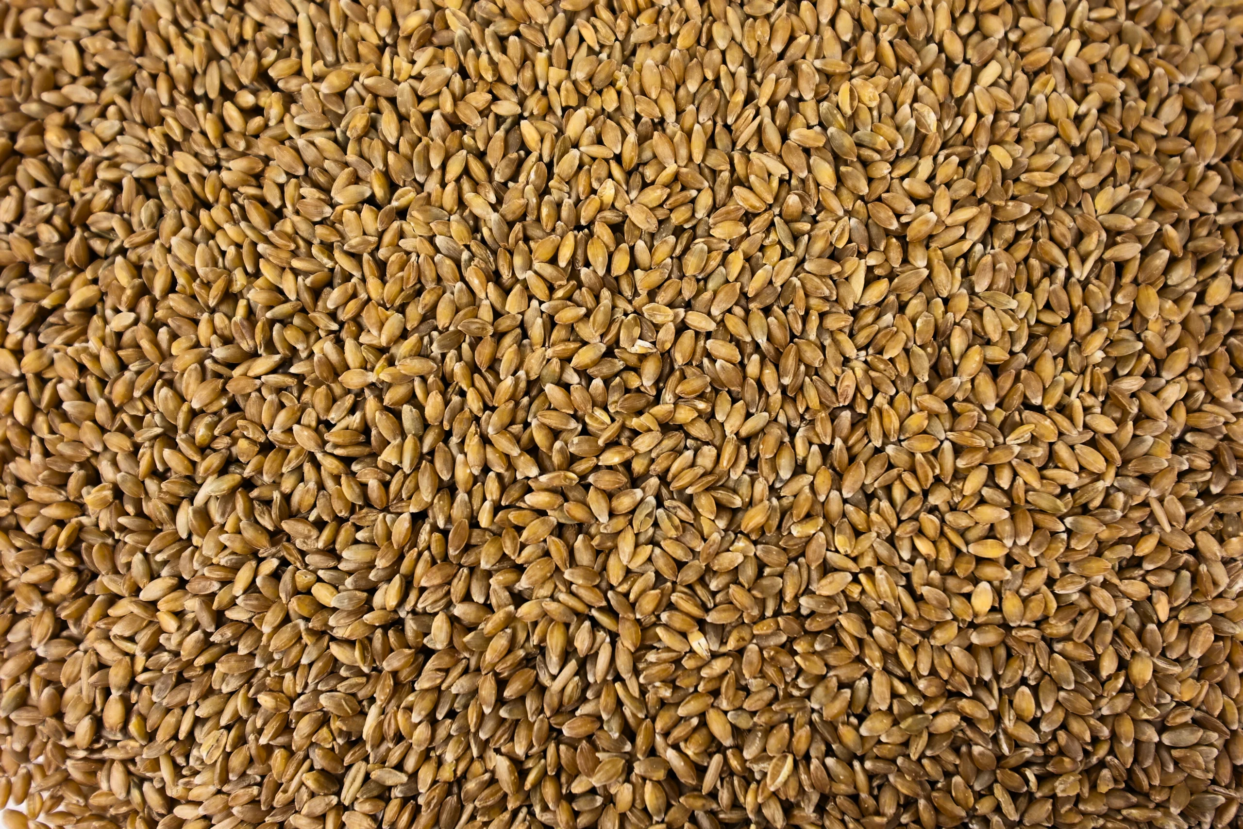 Fresh-Milled Einkorn Flour – Organic Whole Wheat Ancient Grain for Healthy Baking - Image 2