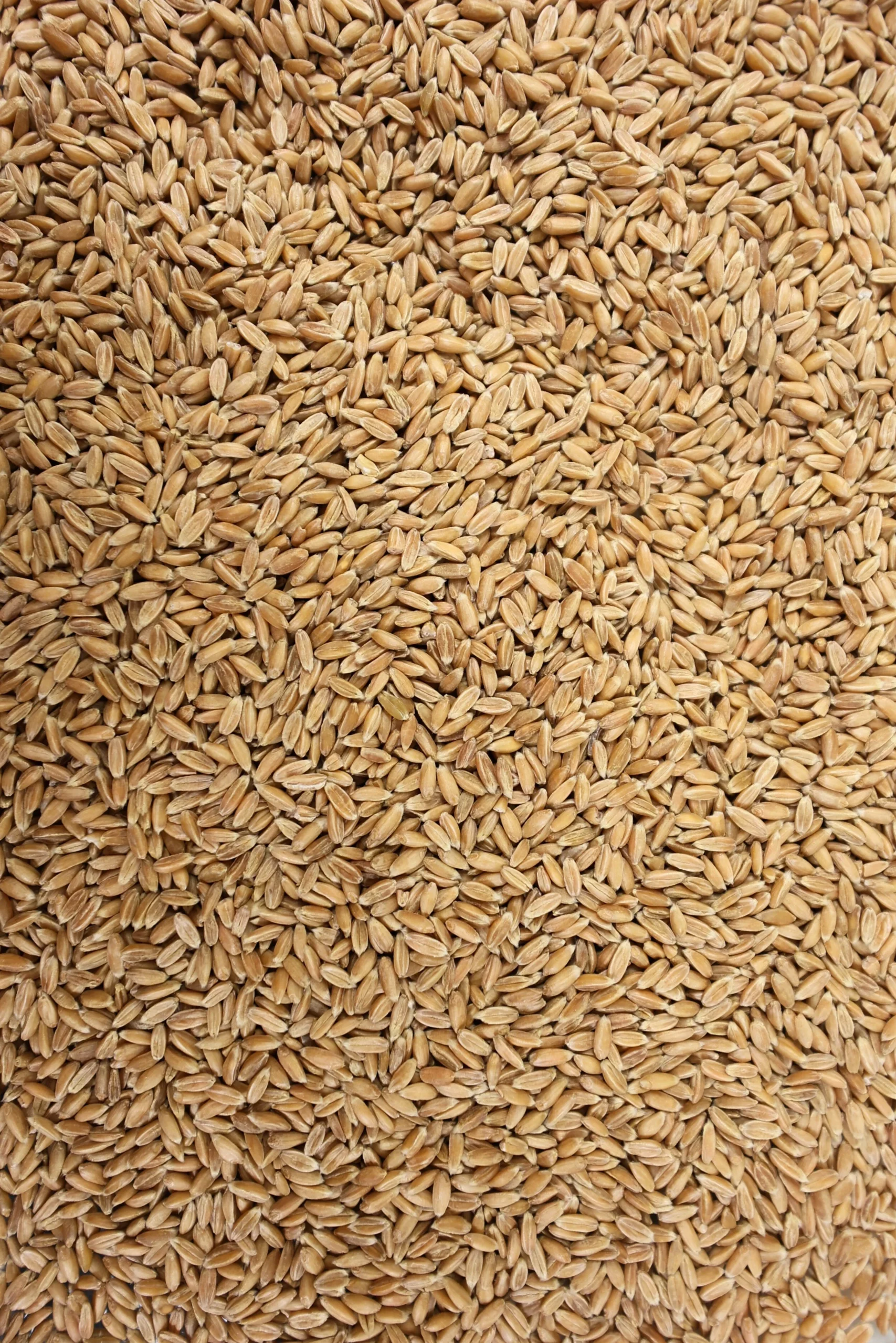 SPELT WHEAT FLOUR - Image 2