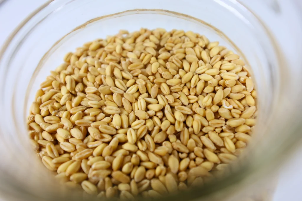 Whole Wheat Berries in a jar