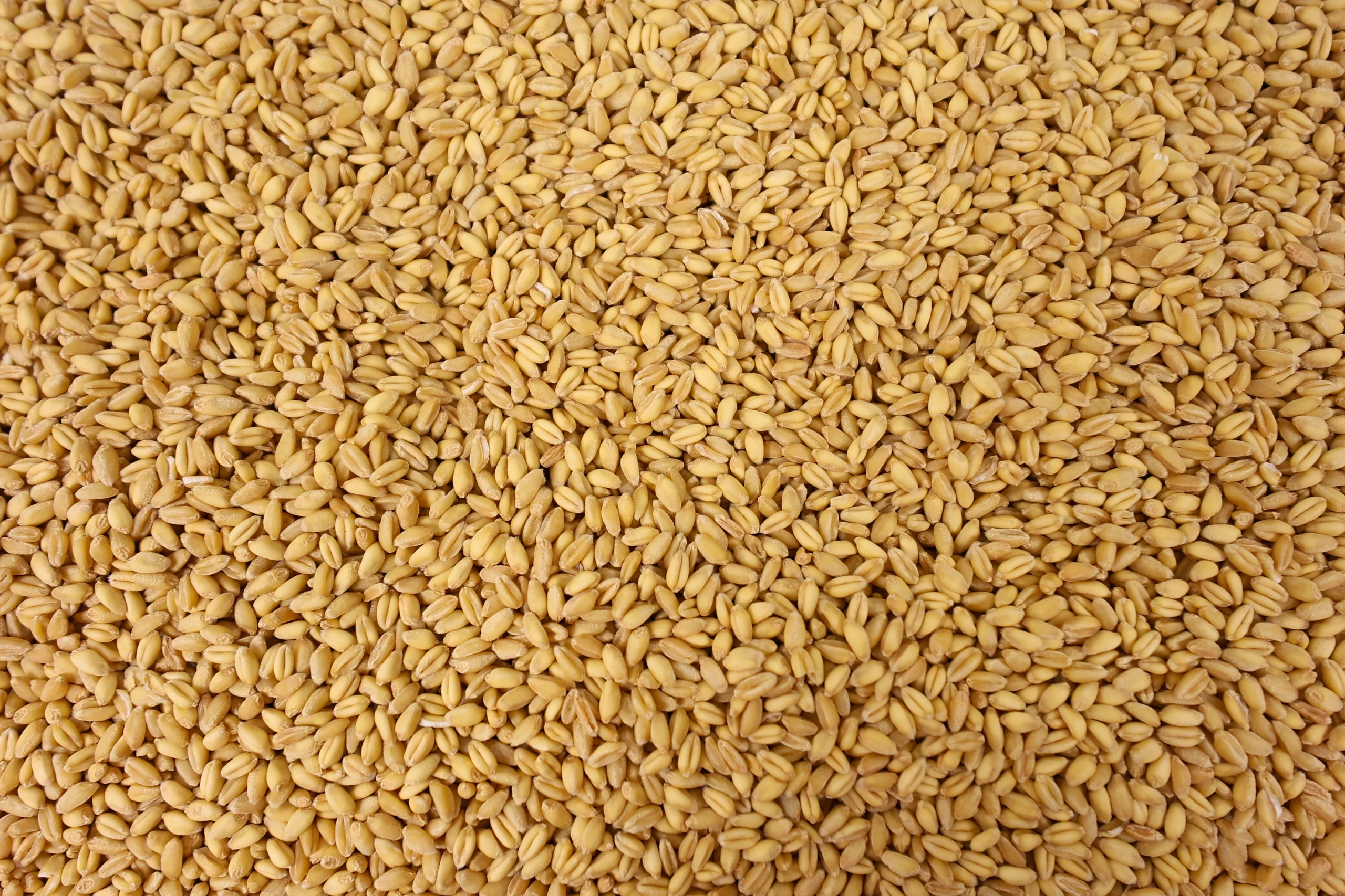 Rye (Whole Wheat Berries) - Image 2