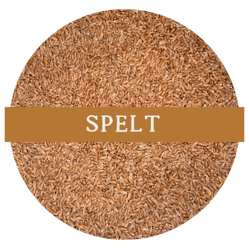 Spelt (Whole Wheat Berries)