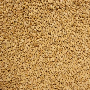 Hard White Wheat (Whole Wheat Berries) (5 Pounds)