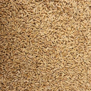 Spelt (Whole Wheat Berries) (5 Pounds)