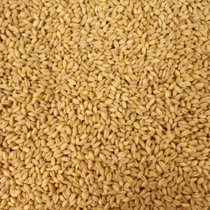 Soft White Wheat (Whole Wheat Berries) (5 Pounds)