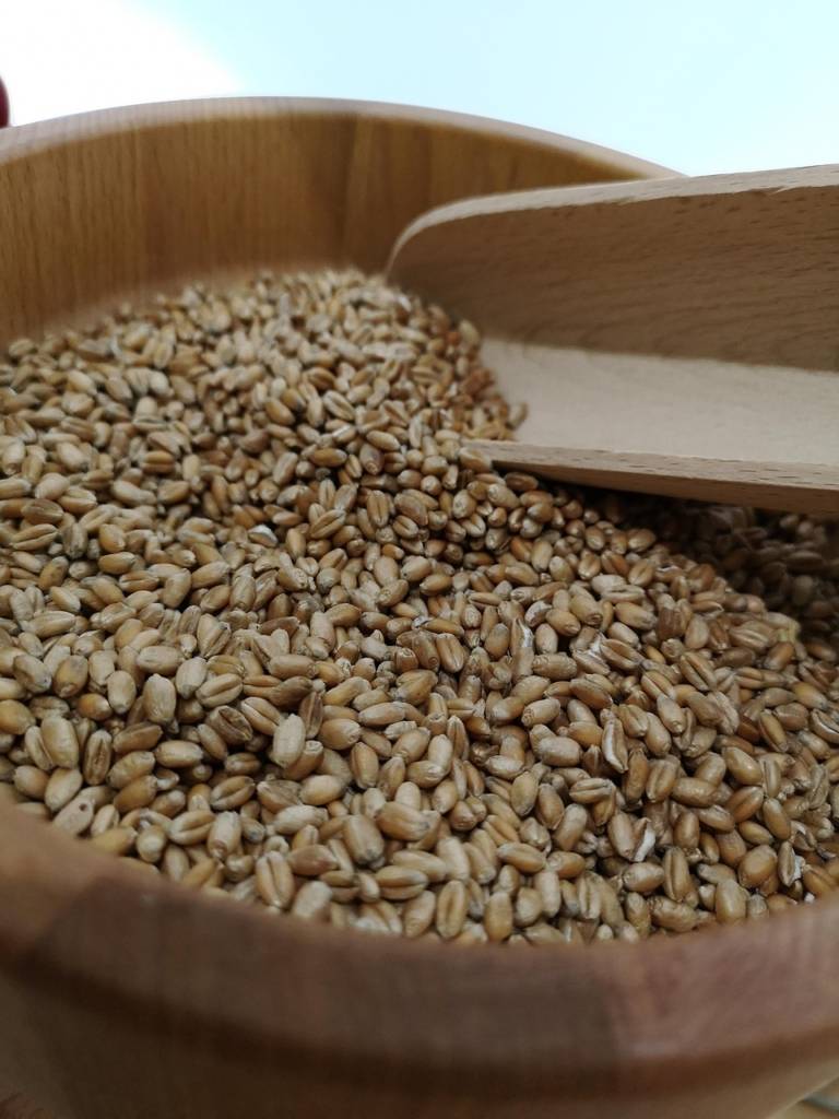 grain, wheat, food, landscape, harvest, fields, cornfield, flour mill, flour mill, flour mill, flour mill, flour mill, flour mill